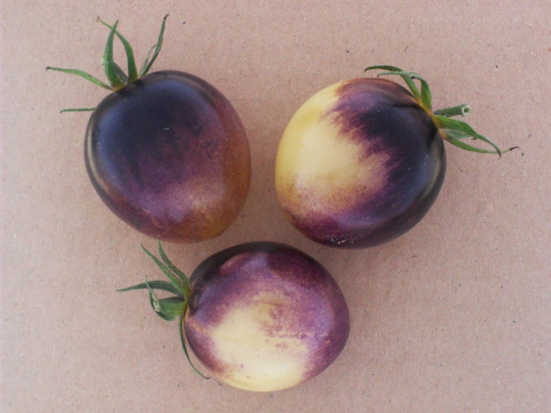 025 White Purple Strip Tomate 15 Samen www.garten